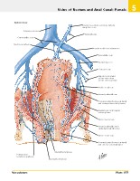Frank H. Netter, MD - Atlas of Human Anatomy (6th ed ) 2014, page 420
